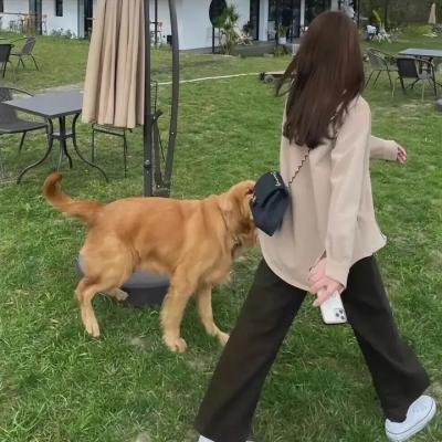 乱世伤痕:末代总督的秘密
